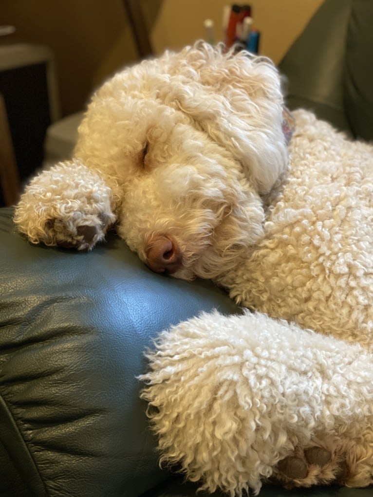 Sunny, an Aussiedoodle tested with EmbarkVet.com