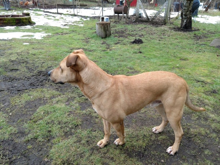 Duke, a German Shepherd Dog and American Pit Bull Terrier mix tested with EmbarkVet.com