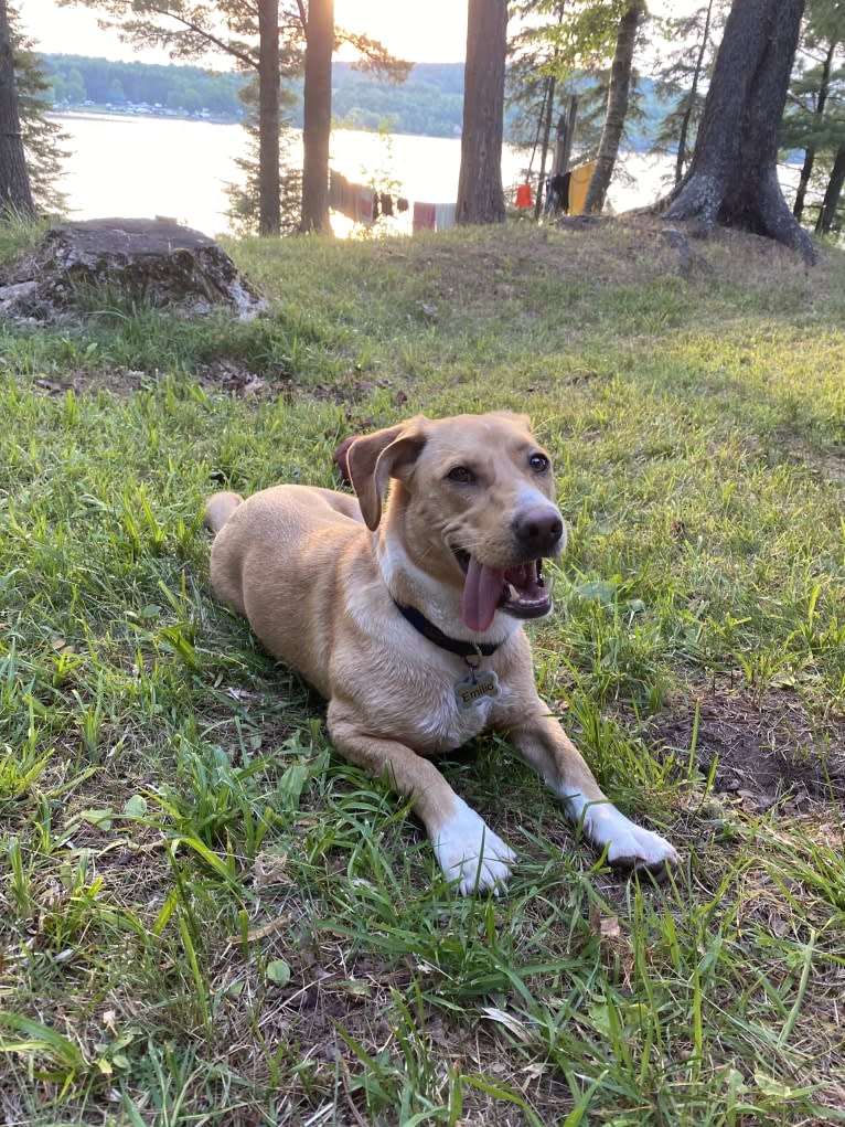 Emilio, a Dachshund and Rat Terrier mix tested with EmbarkVet.com