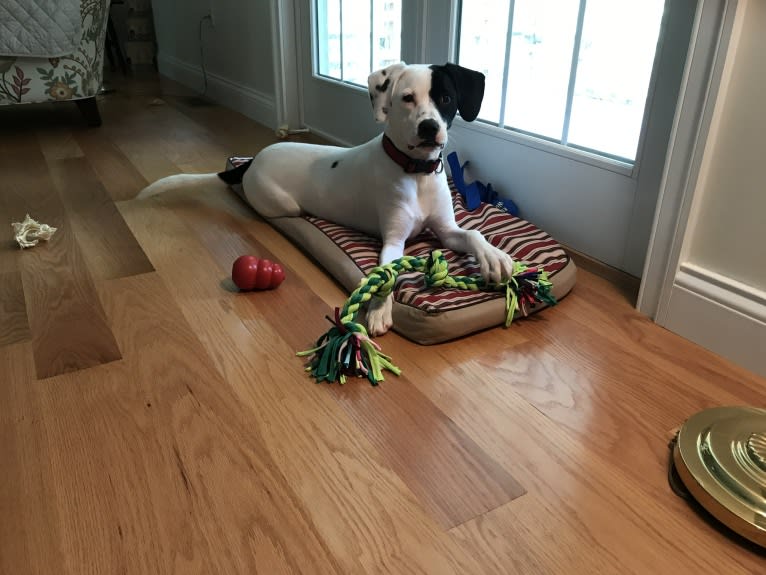 Hercules, a Cocker Spaniel and Boxer mix tested with EmbarkVet.com