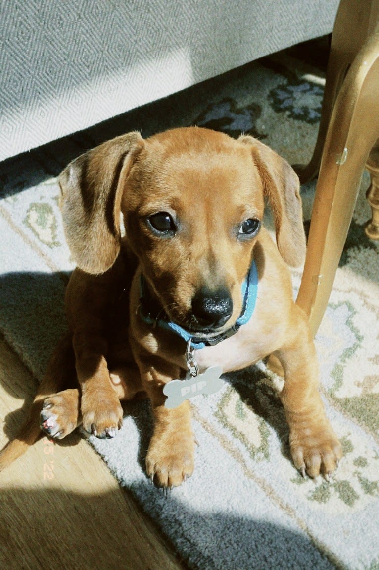 Pip, a Dachshund and Chihuahua mix tested with EmbarkVet.com