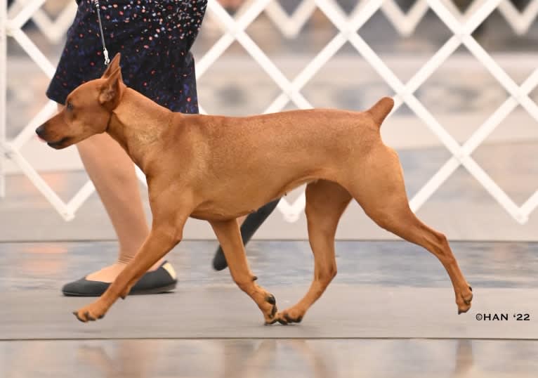 Keto, a German Pinscher tested with EmbarkVet.com