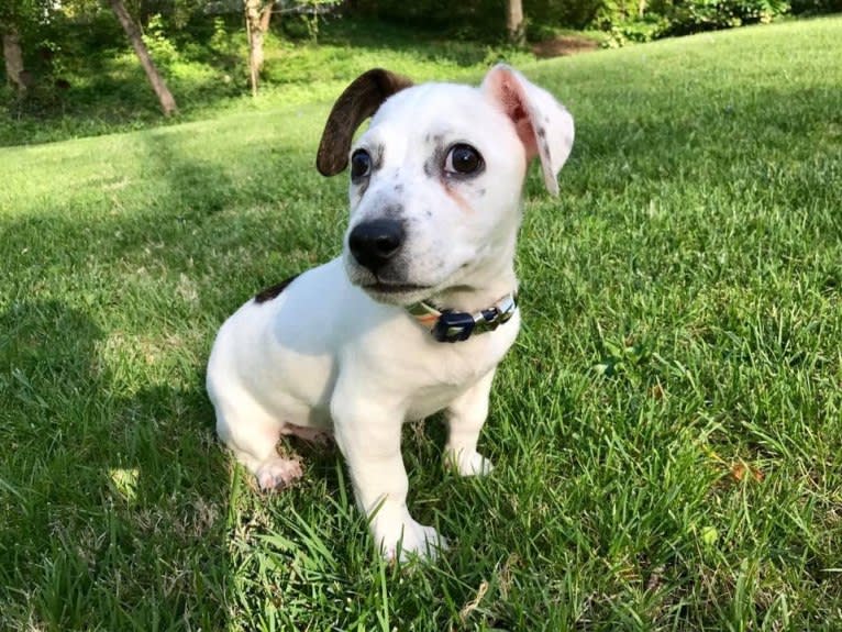 Arnold, a Russell-type Terrier and Beagle mix tested with EmbarkVet.com
