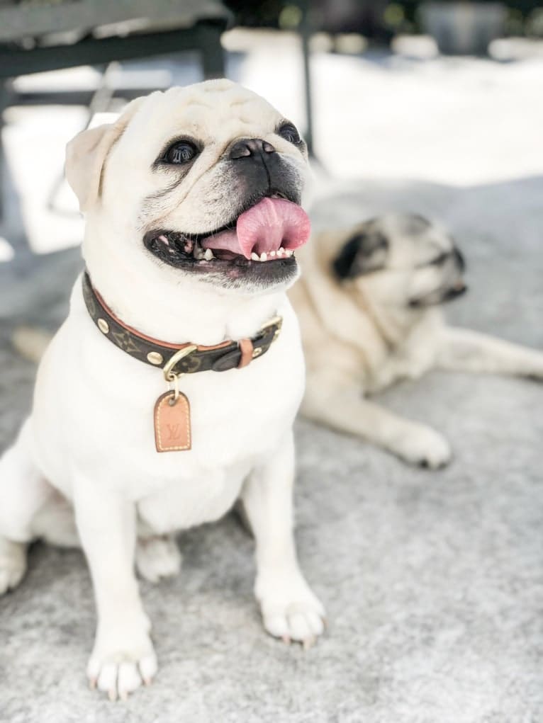 Po, a Pug tested with EmbarkVet.com