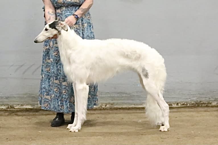 Fennel, a Borzoi tested with EmbarkVet.com