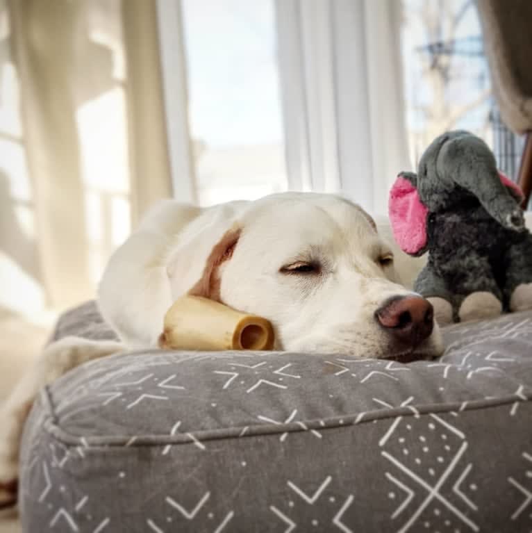 Jack Frost, a Great Pyrenees and Labrador Retriever mix tested with EmbarkVet.com