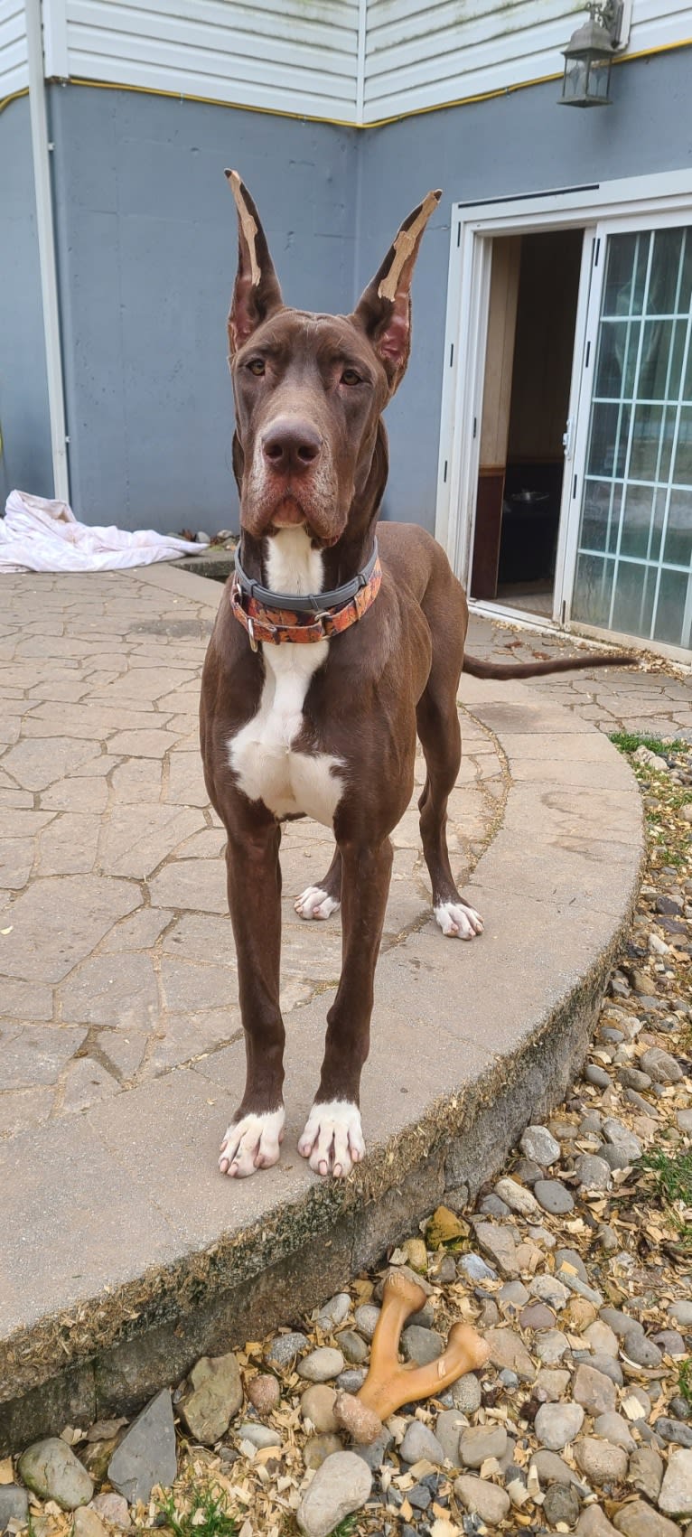King's Guardian Monet of KAR Farm, a Great Dane tested with EmbarkVet.com
