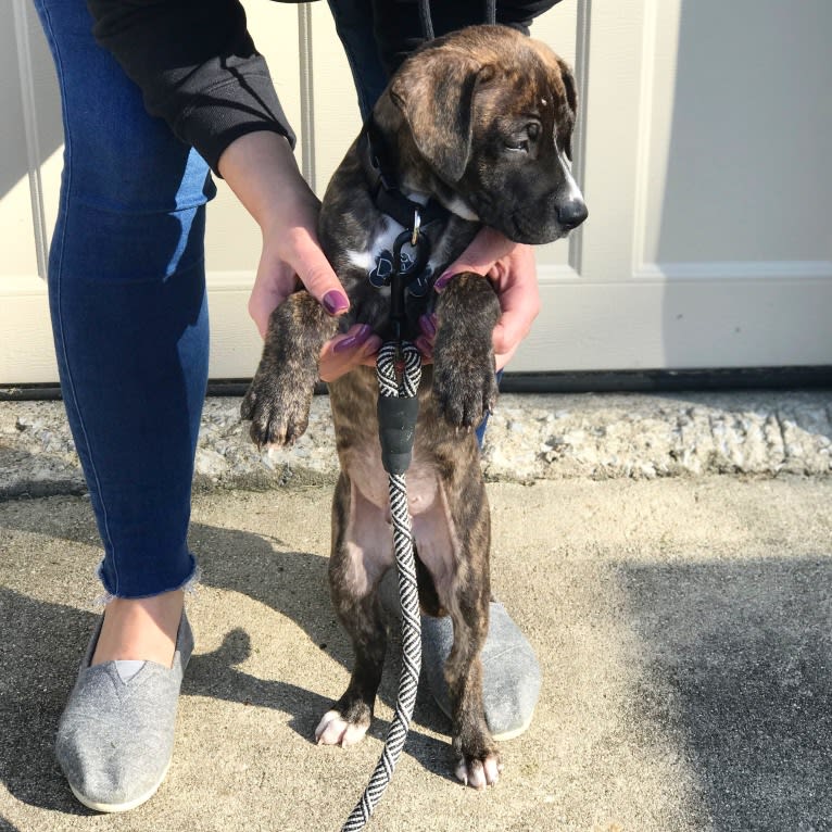 Dax, an American Pit Bull Terrier and Boxer mix tested with EmbarkVet.com