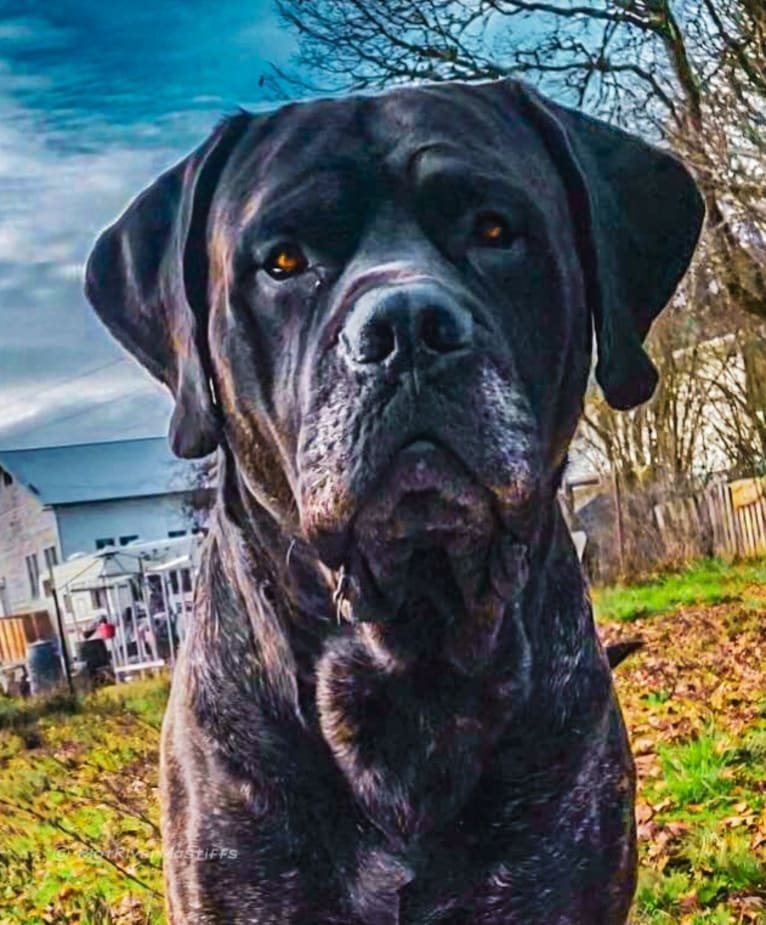 Trigger, a Mastiff and Cane Corso mix tested with EmbarkVet.com