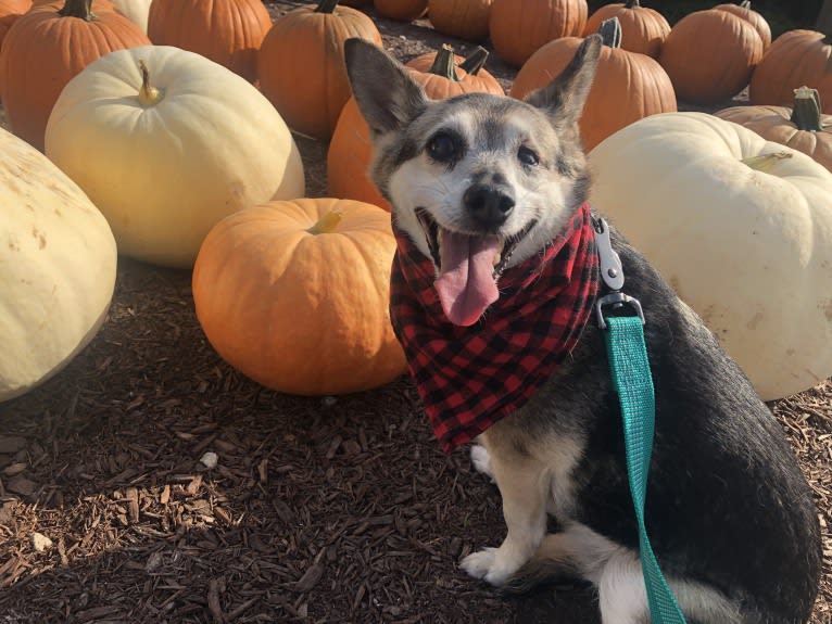 Midge, a Chihuahua and Australian Shepherd mix tested with EmbarkVet.com