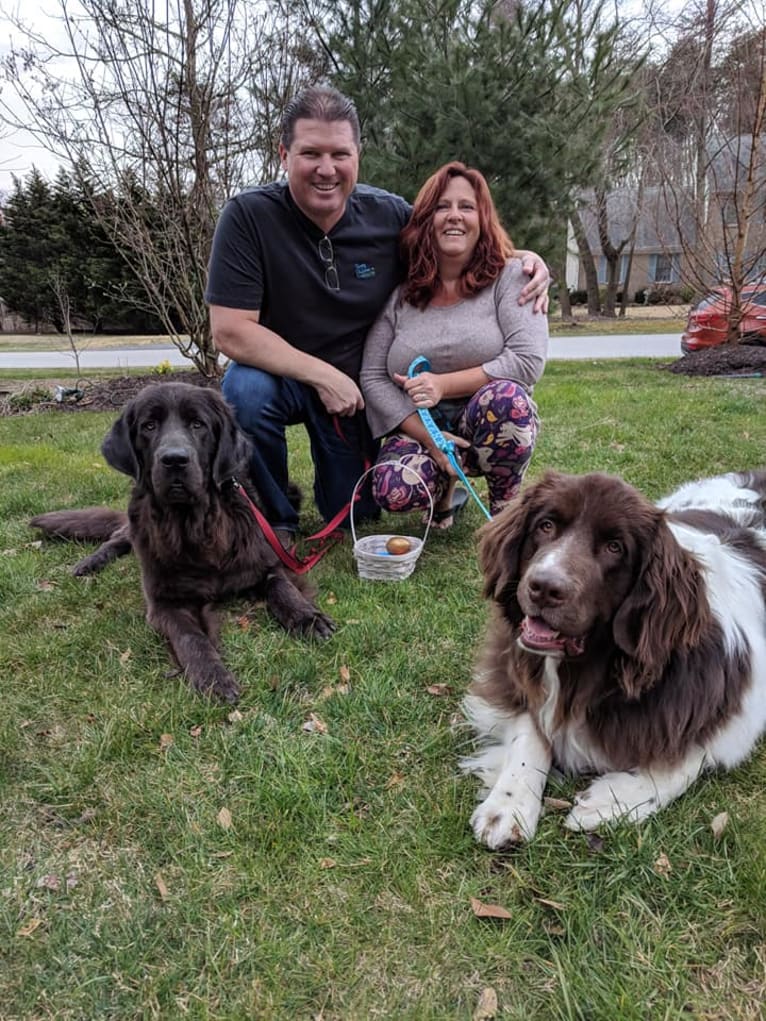 Bailey, a Newfoundland tested with EmbarkVet.com