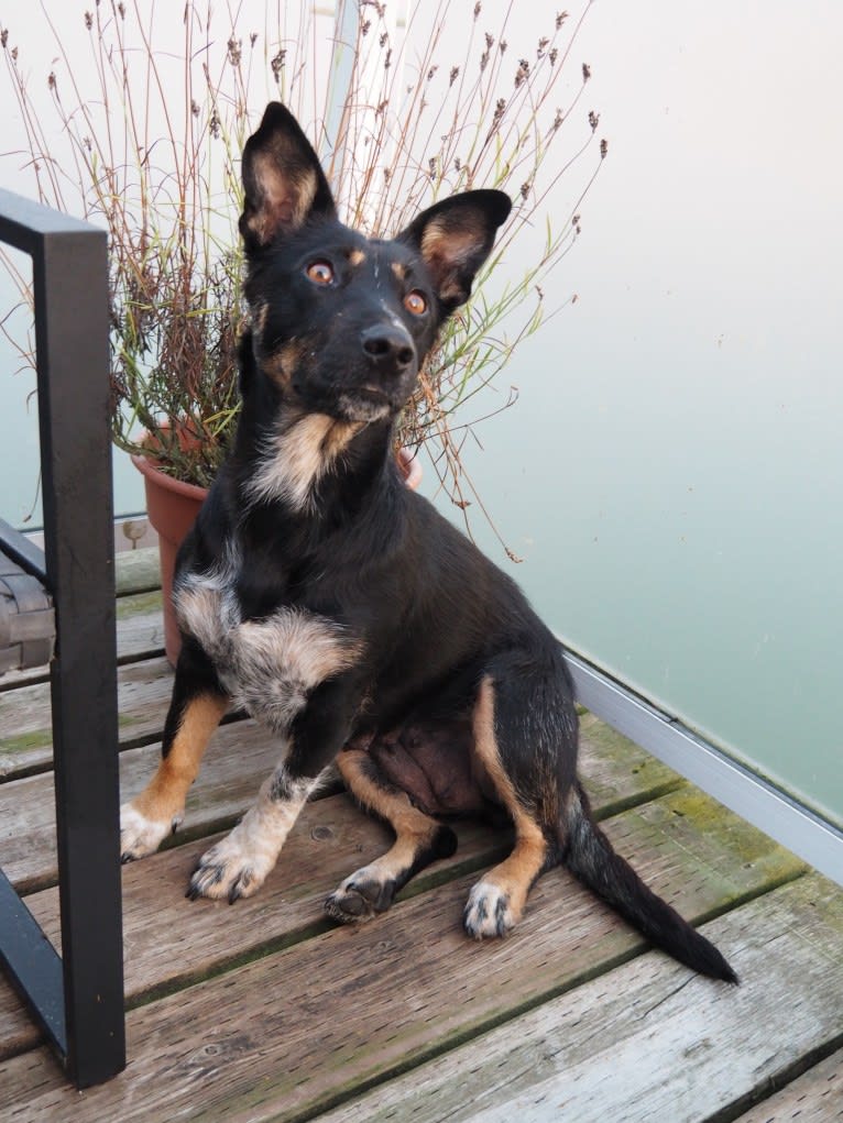 Noosa, an Australian Cattle Dog and German Shepherd Dog mix tested with EmbarkVet.com