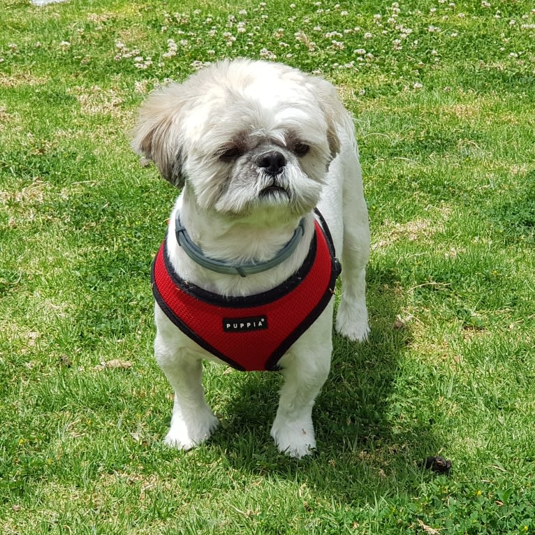 Einstein, a Shih Tzu tested with EmbarkVet.com