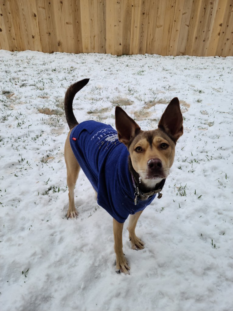 Luna Astrid, a Siberian Husky and American Pit Bull Terrier mix tested with EmbarkVet.com