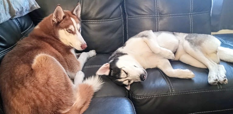 Titan, a Gerberian Shepsky tested with EmbarkVet.com