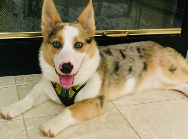 Milo, a Pembroke Welsh Corgi and Australian Shepherd mix tested with EmbarkVet.com