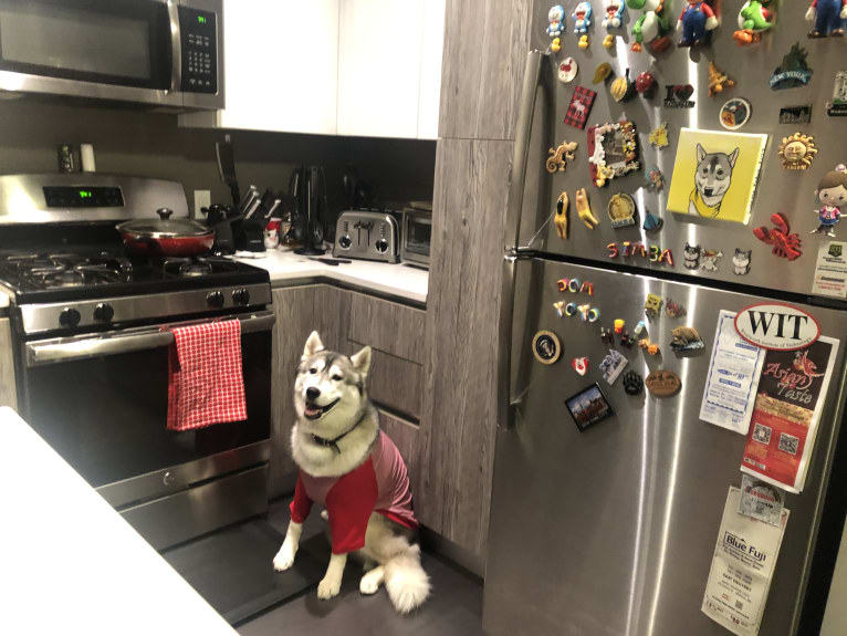 Timber, a Siberian Husky tested with EmbarkVet.com