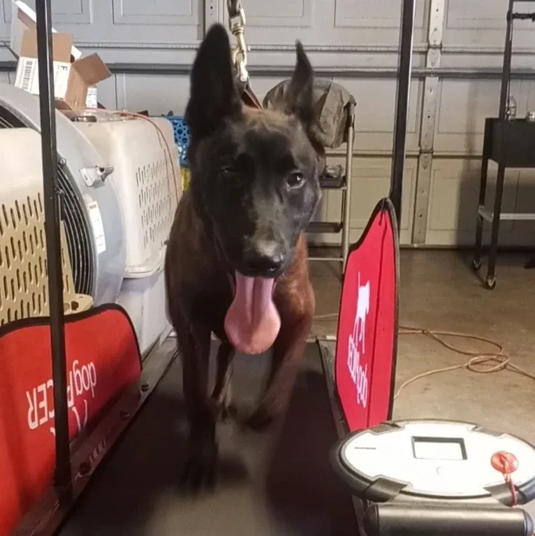 Static, a Dutch Shepherd tested with EmbarkVet.com