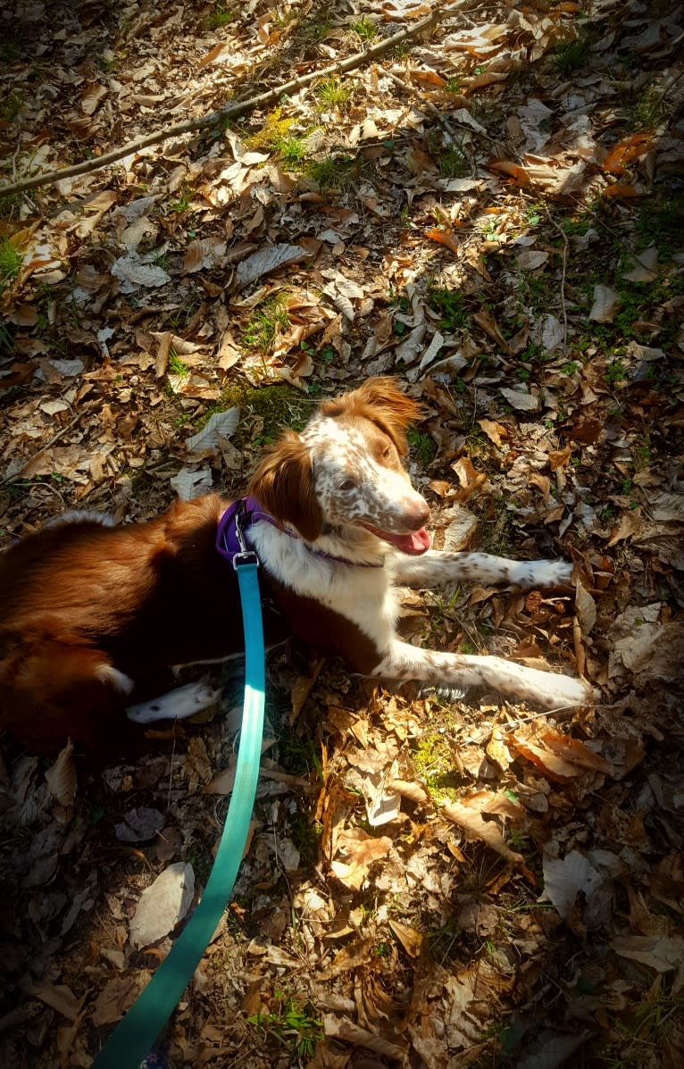 Maple, a German Shorthaired Pointer and Chow Chow mix tested with EmbarkVet.com