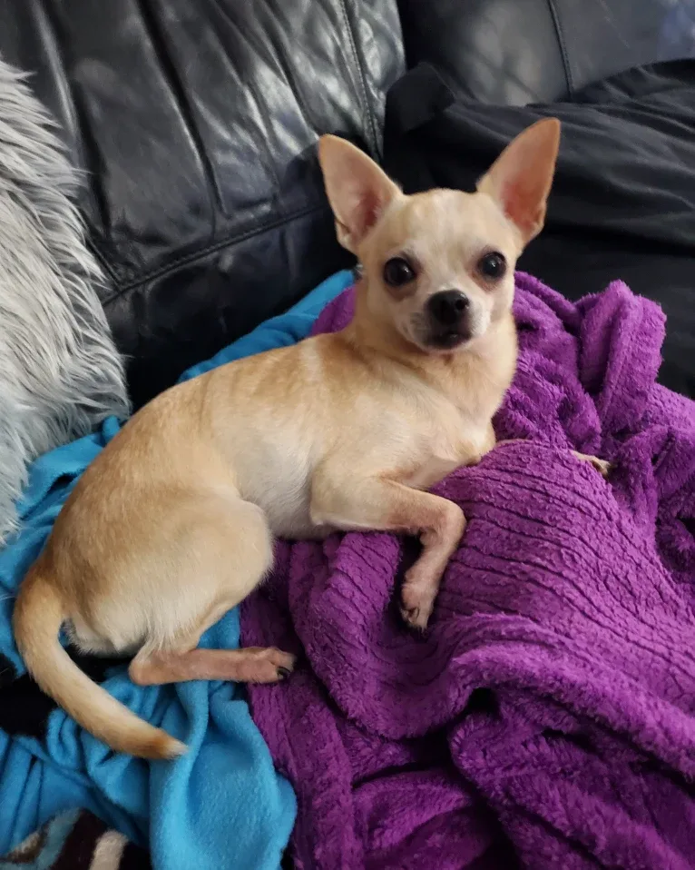 Boomer, a Chihuahua and Rat Terrier mix tested with EmbarkVet.com