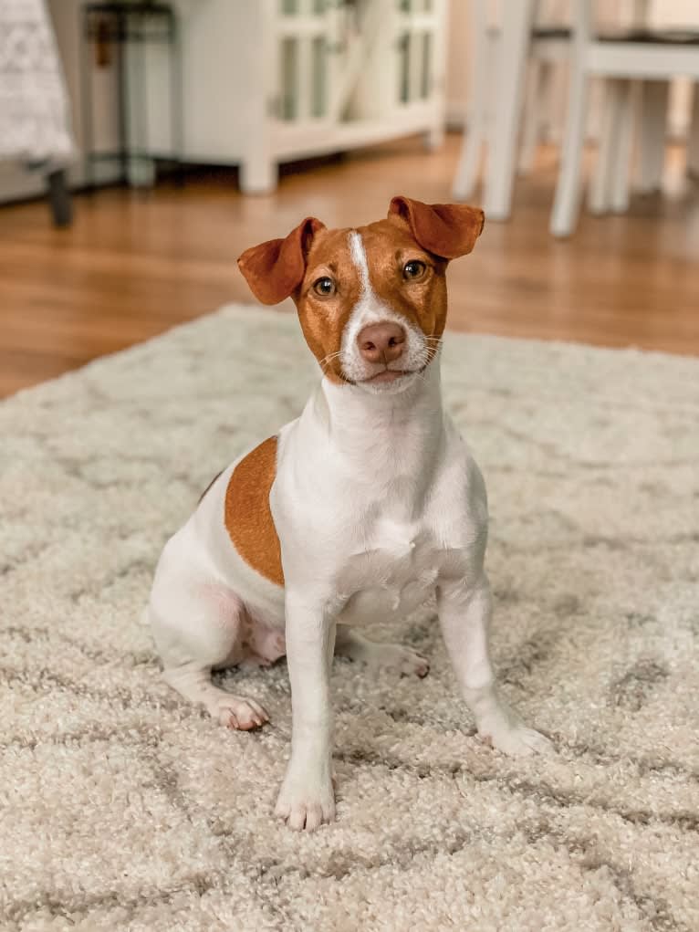 Wally, a Russell-type Terrier tested with EmbarkVet.com