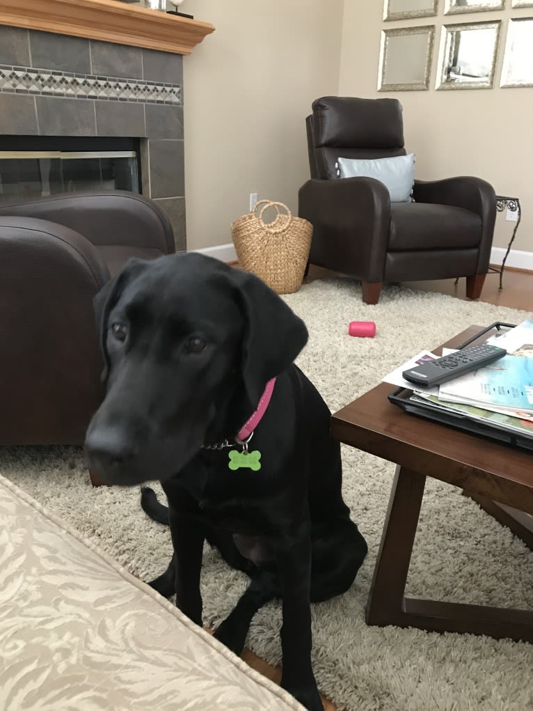 Ellie, a Labrador Retriever tested with EmbarkVet.com