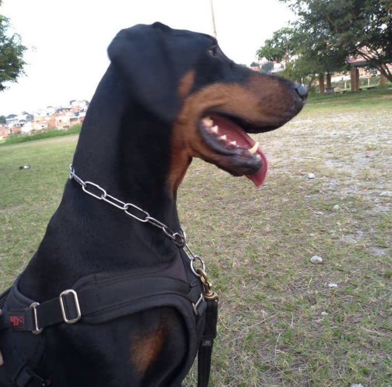 Rikita, a Doberman Pinscher tested with EmbarkVet.com