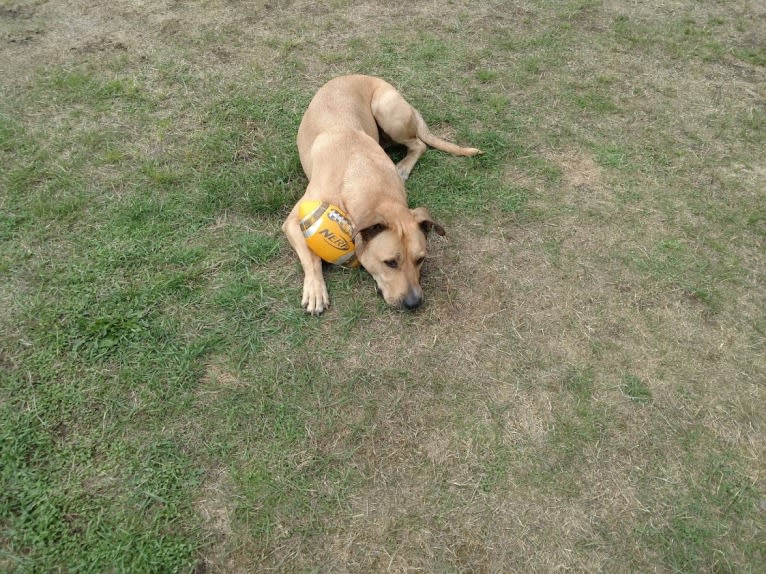 Duke, a German Shepherd Dog and American Pit Bull Terrier mix tested with EmbarkVet.com