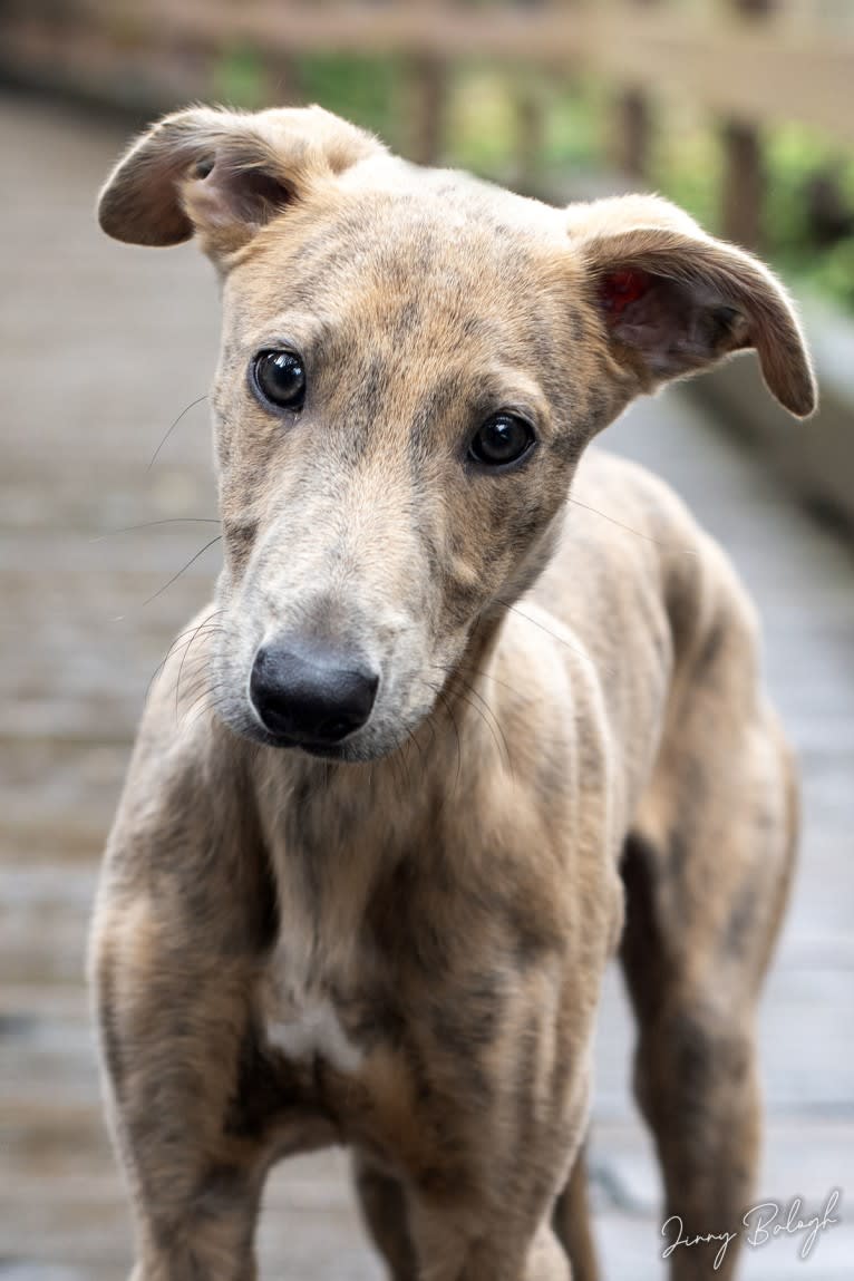 Kennedy, a Whippet tested with EmbarkVet.com
