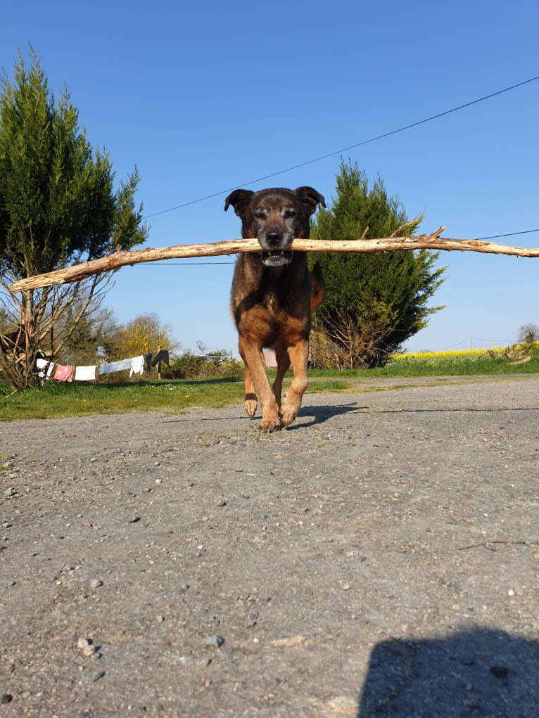 Alfie, a Belgian Malinois and Rottweiler mix tested with EmbarkVet.com