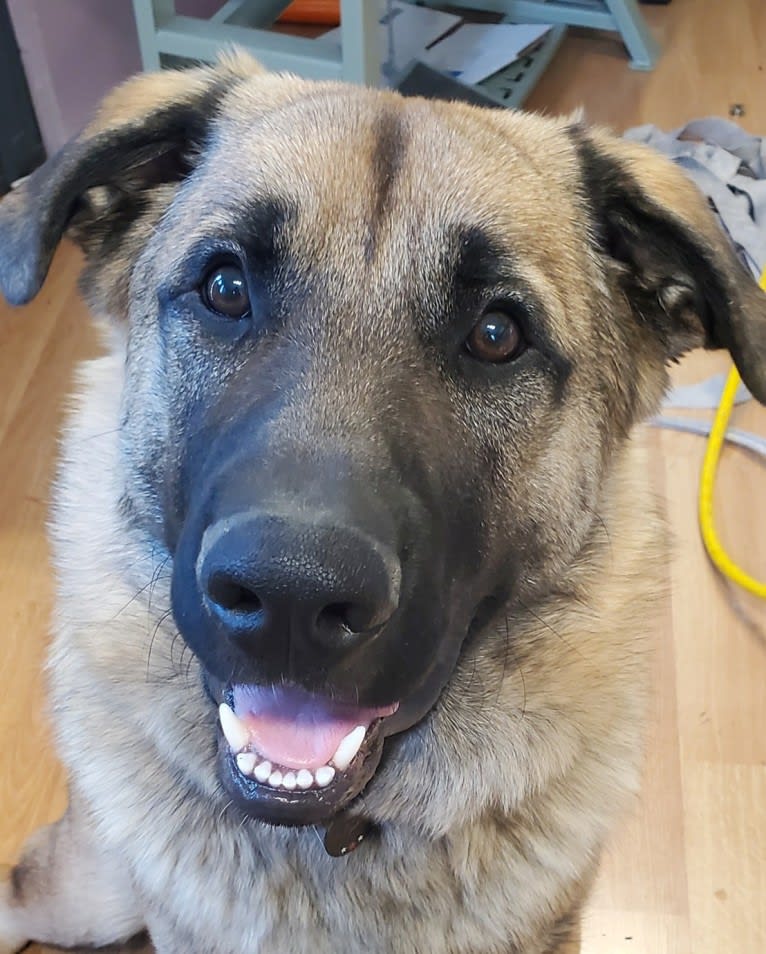 Bear, a German Shepherd Dog and Australian Cattle Dog mix tested with EmbarkVet.com