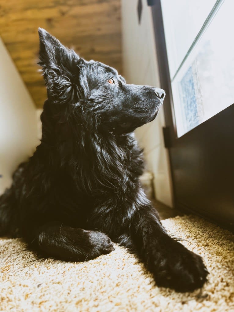 Valor Vom Hof Grebe, a German Shepherd Dog tested with EmbarkVet.com