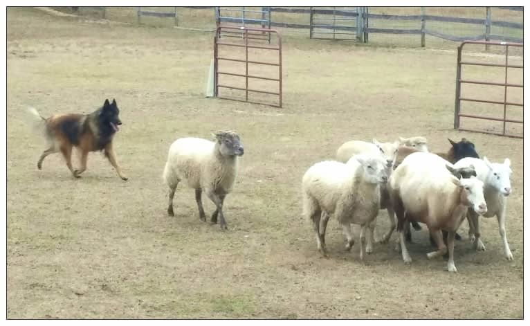 Niko, a Belgian Shepherd tested with EmbarkVet.com