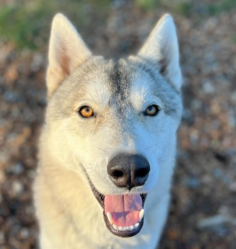 Takaya a dog tested with EmbarkVet.com