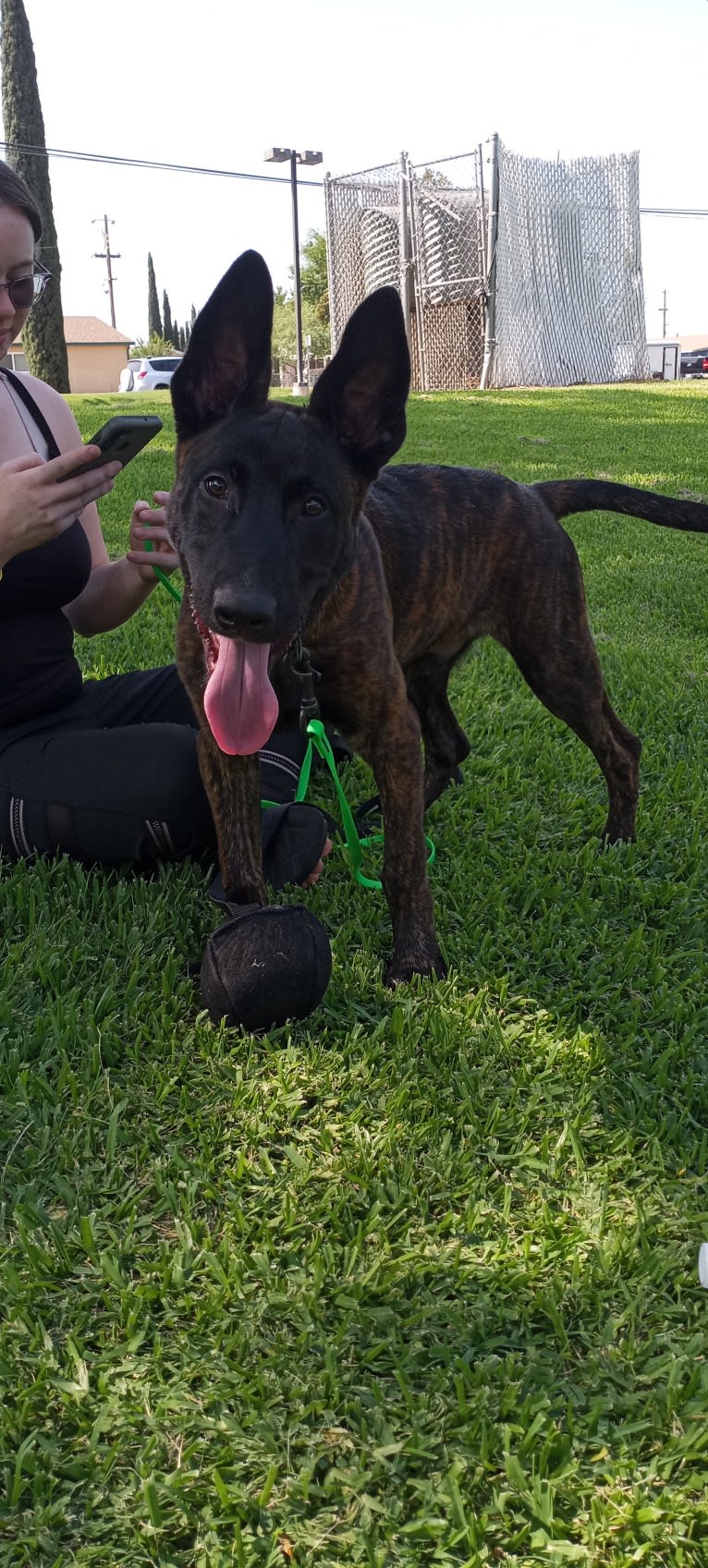 Static, a Dutch Shepherd tested with EmbarkVet.com