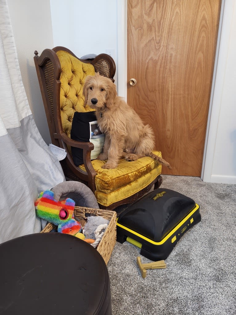 Tobias Lincoln, a Goldendoodle tested with EmbarkVet.com