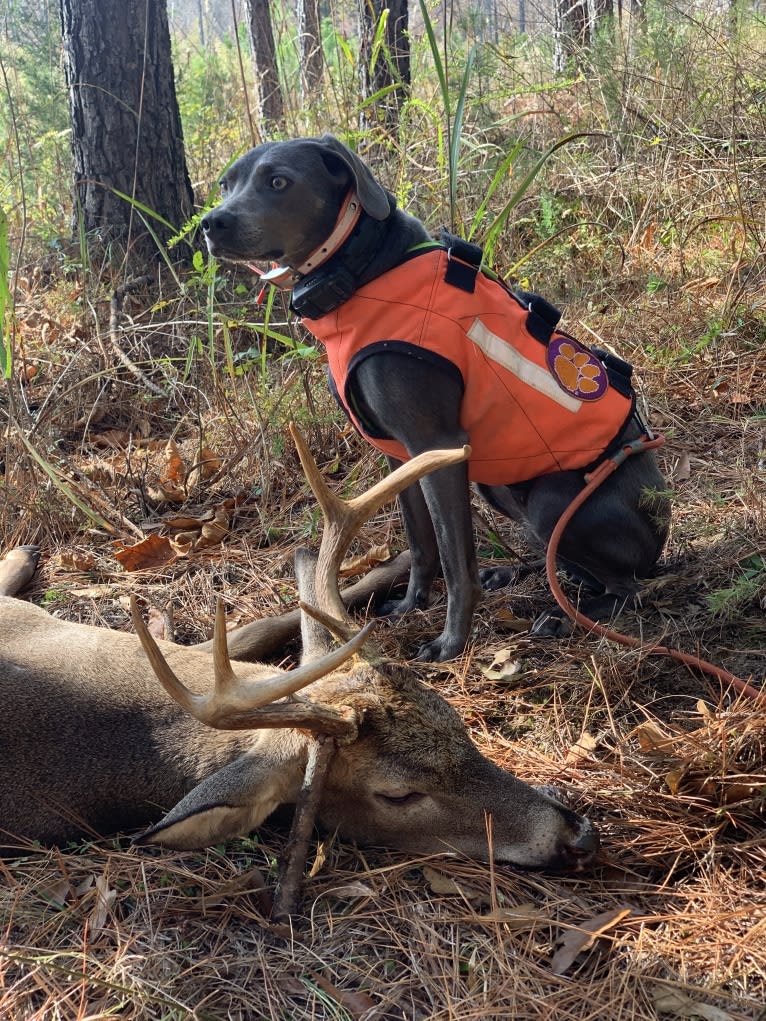 Lacy Grace Goodwin, a Blue Lacy tested with EmbarkVet.com