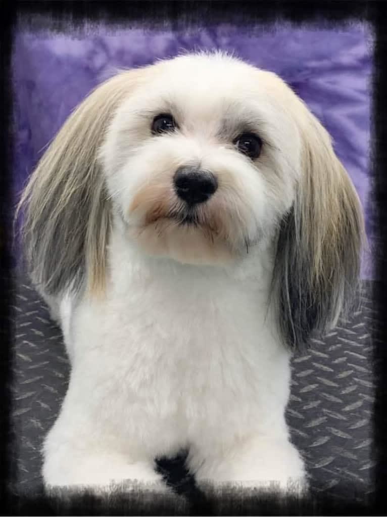 Liam, a Havanese tested with EmbarkVet.com