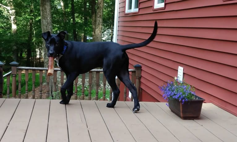 Archer, an American Pit Bull Terrier and German Shepherd Dog mix tested with EmbarkVet.com