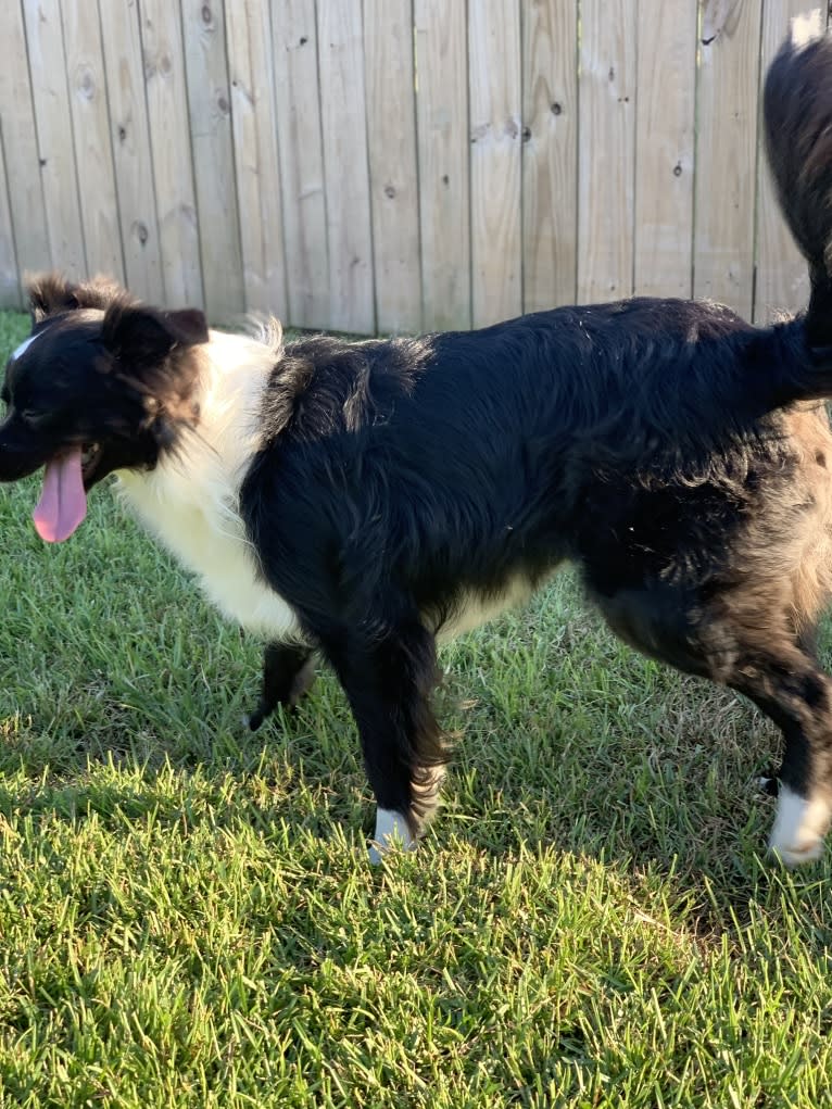 Brees, a Miniature/MAS-type Australian Shepherd and Australian Cattle Dog mix tested with EmbarkVet.com