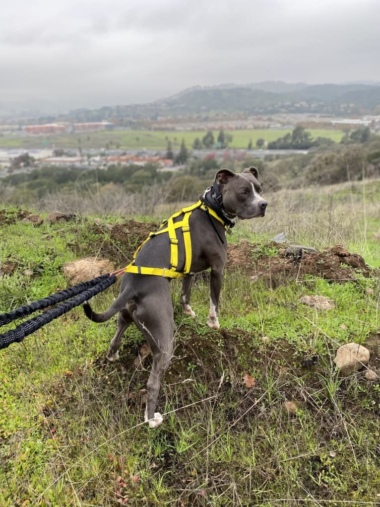 MaSiWei, an American Bully tested with EmbarkVet.com