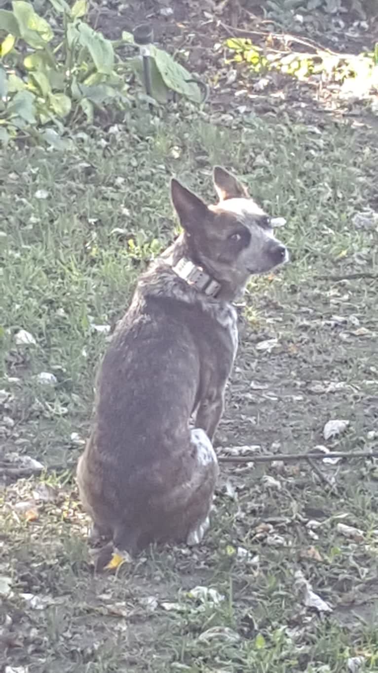 Banshee Boo, an Australian Cattle Dog and American Pit Bull Terrier mix tested with EmbarkVet.com