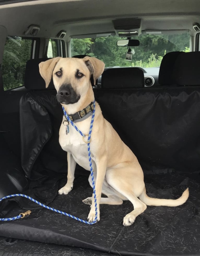 Bernard, a Mountain Cur and Rat Terrier mix tested with EmbarkVet.com