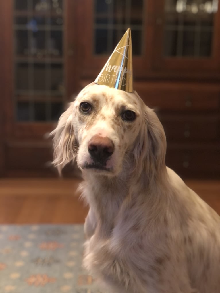 Argus, a Llewellin Setter tested with EmbarkVet.com