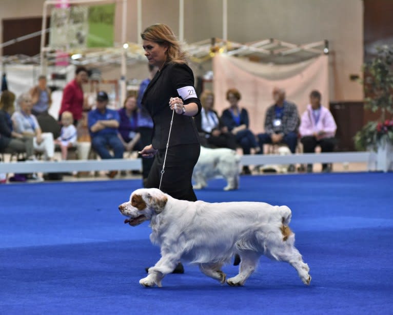 Cruise, a Clumber Spaniel tested with EmbarkVet.com