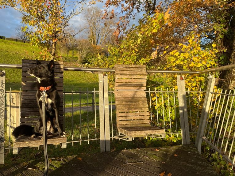 Chesley, a Canaan Dog tested with EmbarkVet.com