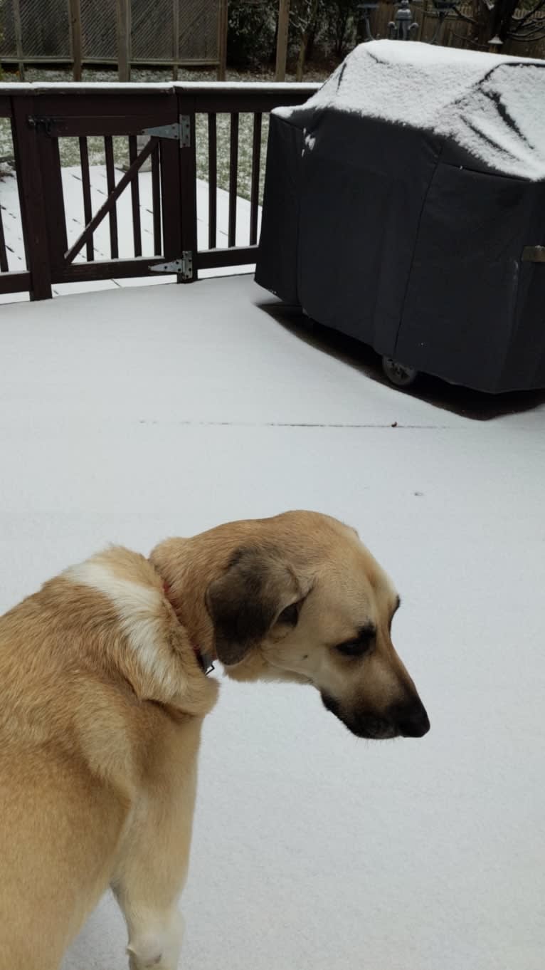 Willie, an Anatolian Shepherd Dog and Great Pyrenees mix tested with EmbarkVet.com