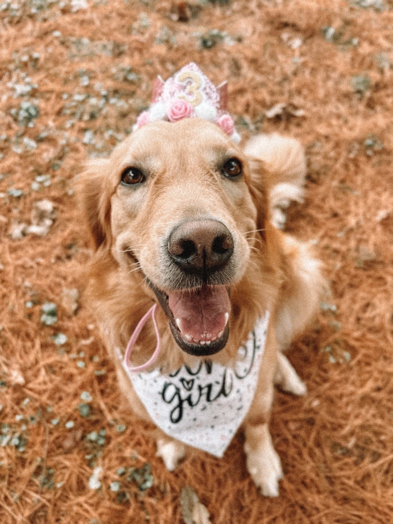 Marley, a Golden Retriever tested with EmbarkVet.com