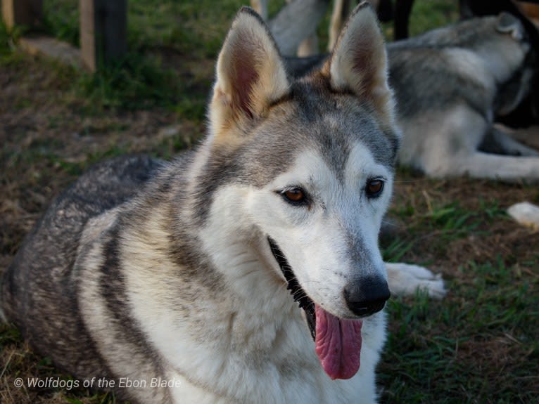 Talia, a Siberian Husky and Saarloos Wolfdog mix tested with EmbarkVet.com