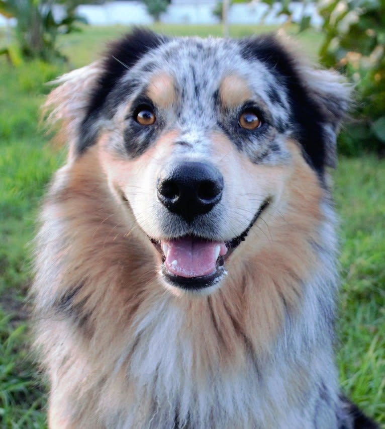 Dodge, an Australian Shepherd tested with EmbarkVet.com